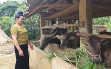 Nông dân trồng mía ở Sơn La và nỗi ám ảnh đường lậu