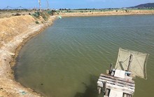 Quảng Bình: Tôm chết hàng loạt, người dân khóc ròng