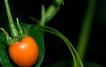 Nhà giàu mạnh tay chi tiền mua quả dại mọc hoang có giá hơn nửa tỷ đồng mỗi kg