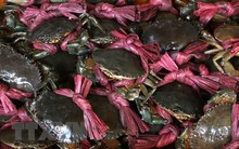 Nông dân Trà Vinh phấn khởi vì giá cua biển liên tục tăng cao