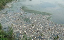 Nguyên nhân cá chết hàng loạt nổi trắng hồ Yên Sở ở Hà Nội