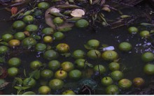 Nông dân điêu đứng vì cam xoàn đến khi thu hoạch lại bị rụng trái