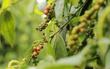 Tìm lại thị trường cho hồ tiêu Việt Nam