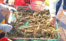 Hàng trăm tấn tôm hùm ứ đọng