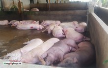 Sóc Trăng: Tiêu hủy 2.120 tấn heo nhiễm bệnh