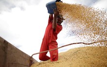 Trung Quốc vẫn mua đậu tương của Mỹ sau lệnh cấm nhập khẩu nông sản