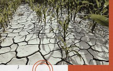 Biến đổi khí hậu đang đe dọa toàn bộ nền nông nghiệp: 30 năm nữa không biết chúng ta sẽ ăn gì