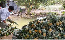 Nông dân vùng Đồng Tháp Mười phấn khởi vì giá dứa tăng vọt