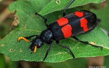 Kon Tum: Người dân lại đổ xô bắt bọ 3 sọc bán cho thương lái Trung Quốc