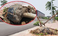 Xôn xao loạt cây xanh bật gốc lộ nguyên vỏ bọc rễ sau mưa dông ở Linh Đàm