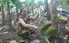 Tận thu lá chuối, lá dong thu nhập khá