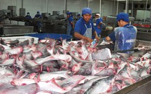 Chuẩn hóa cá tra