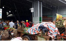 Sầu riêng Đăk Lăk đầu vụ giá rớt thê thảm