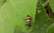 Việc thương lái lùng mua bọ 3 sọc độc hại giá cao:"Đá bóng" trách nhiệm quản lý