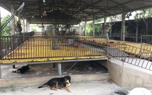 Long An: Xác xơ những trại heo "dính" dịch