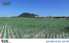 Sốt chuyển nhượng đất nông nghiệp ở Lý Sơn