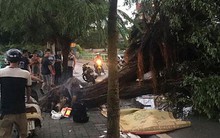 Cây bật gốc đè chết người trong mưa giông: “Phải loại bỏ những cây quá già chứ không thể giữ vĩnh cửu”