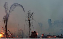 7 nước ký thỏa thuận bảo vệ rừng nhiệt đới Amazon