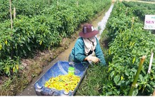 Nông dân vùng Đồng Tháp Mười "đổi đời" nhờ ớt trúng mùa, trúng giá