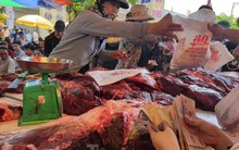 Ngất ngưởng giá thịt trâu chọi Đồ Sơn