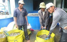 ĐBSCL: Tôm thẻ cỡ lớn tăng giá mạnh