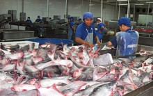 Xuất khẩu nông, lâm, thủy sản 8 tháng đầu năm giảm so với cùng kỳ năm trước