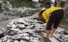 Gần 90 tấn cá vược nuôi lồng bè của người dân bỗng dưng chết nổi trắng trong đêm