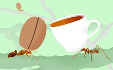 Nghe cafe chồn, cafe voi đã lâu, hóa ra còn có cả "cafe kiến" cực độc mà có tiền cũng chưa chắc mua được