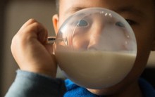 Cơn cuồng sữa của Trung Quốc đang hủy diệt thế giới như thế nào?