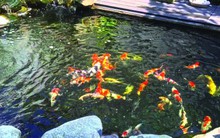 Kiếm tiền tỷ từ nuôi cá cảnh