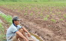 Ôm nợ… vì nghe doanh nghiệp trồng đinh lăng