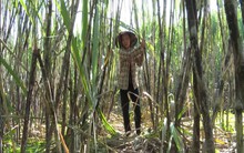 Nông dân lo lắng vì còn 50% diện tích mía chưa được bao tiêu