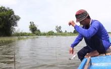 Cá linh về ĐBSCL ít hơn mọi năm, giá tăng hàng trăm nghìn đồng/kg