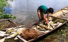 TT- Huế: Cá lồng trên sông Đại Giang chết hàng loạt