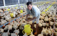 Kỷ lục 10 năm qua, thịt gà rẻ hơn cả rau ngoài chợ