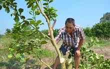 Xanh mặt vì… bưởi da xanh