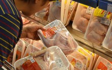 Giá gà giảm mạnh, người nuôi lỗ nặng