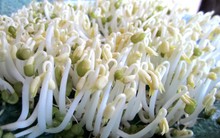 "Không được ăn giá đỗ sống ngay cả khi tự tay làm vì có thể khiến cơ thể nhiễm loại vi khuẩn kháng tất cả kháng sinh": Chuyên gia nói gì về điều này?