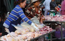 Giải cứu gà giá rẻ: Cách nào?