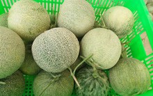 Tiền Giang: Trồng dưa lưới thu nhập gấp 10 lần dưa hấu