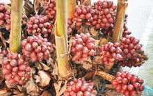 Người dân thu hàng trăm tỷ đồng mỗi năm nhờ thảo quả
