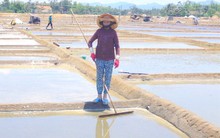 Điệp khúc buồn nghề muối!