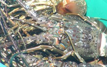 Nuôi và xuất khẩu tôm hùm buộc phải thay đổi: Người nuôi lẫn doanh nghiệp đều lúng túng