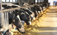 5 'ông lớn' Việt Nam sắp xuất lô sữa chính ngạch đầu tiên sang Trung Quốc