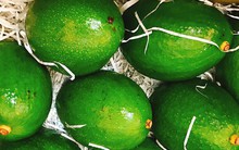 Chi nửa triệu mua quả bơ sáp khổng lồ nặng 1kg