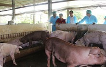 Dịch tả lợn châu Phi ở Cần Thơ diễn biến phức tạp