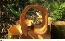 Hình ảnh: Người dân Yên Bái thu nhập hàng trăm tỷ đồng từ Quế