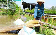 Nông dân đang oằn mình cứu cây ăn trái và hoa kiểng trước triều cường lịch sử