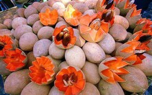 Giống hồng xiêm ruột đỏ 'khổng lồ' gây sốt cộng đồng mạng