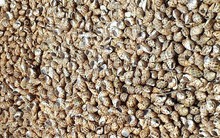 Điêu đứng vì ốc hương chết